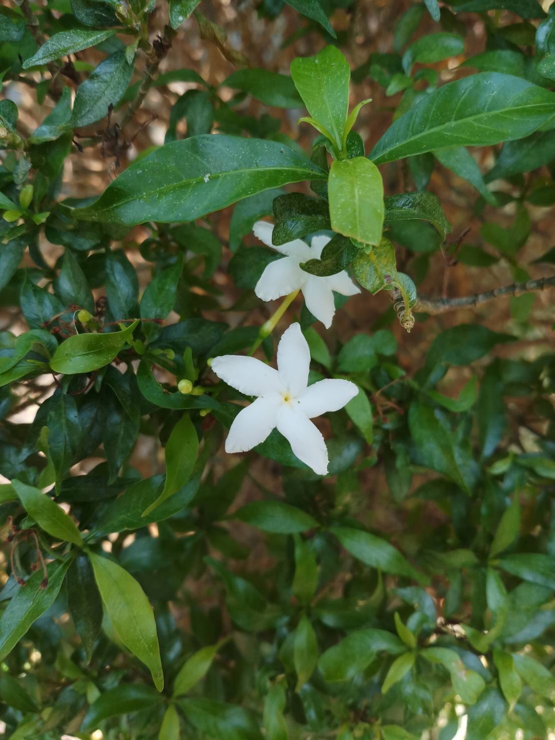 พุดศุภโชค Tabernaemontana divaricata ‘Dwarf’      <br/>APOCYNACEAE